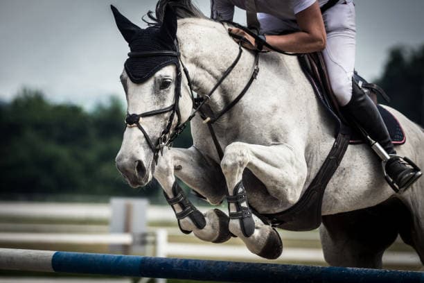 Cavallo salta 50 metri