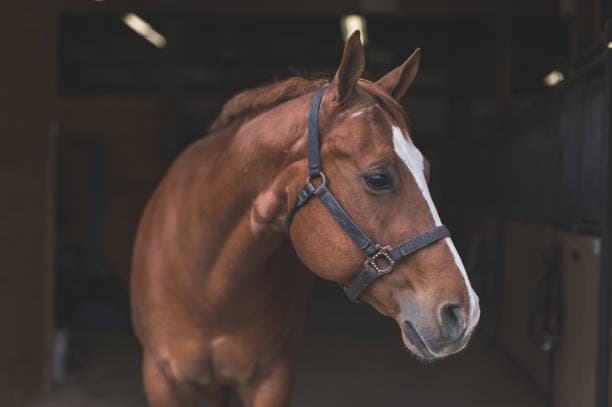 Cavallo impara a parlare con le capre